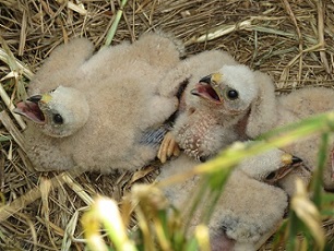 Poussins de Busard cendré