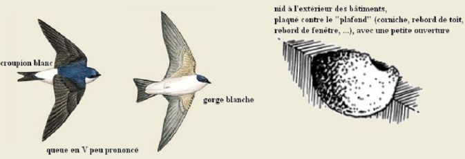 Hirondelle de fenêtre